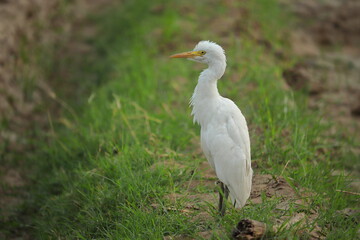 A white heron resting on the ground