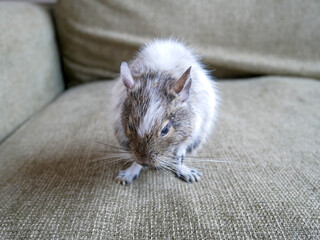 室内をお散歩するデグーパイド　デグーのお散歩