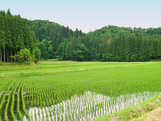 Fototapeta na wymiar 里山の水田と新緑の山