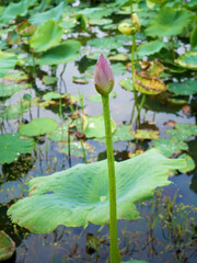 Fototapeta na wymiar 池からまっすぐのびる蓮の蕾