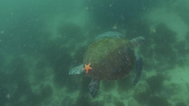 A Green Sea Turtle swims through the ocean with a orange Starfish attached to its shell