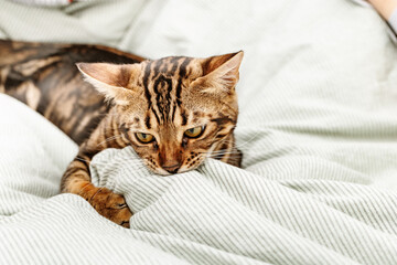 Fototapeta na wymiar Beautiful short-haired young cat playing on bed at home. Tabby cat in bedroom.