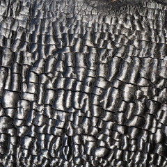 Natural burnt wooden boards. Natural burned tree texture for backdrop. Burned textured wood.