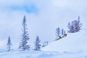 View of ski resort Sheregesh from Utya mountain. Snowdrifts and snow-covered trees in fluffy snow, winter landscape, cold weather.