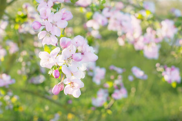 pink and white apple flowers in sunlight outdoor