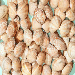 Natural beige shells. Summer design background with natural beautiful seashells.
