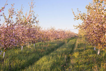 Naklejka premium spring flowering apple orchard in sunlight