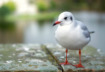 Seagull standing on a concrete near a lake