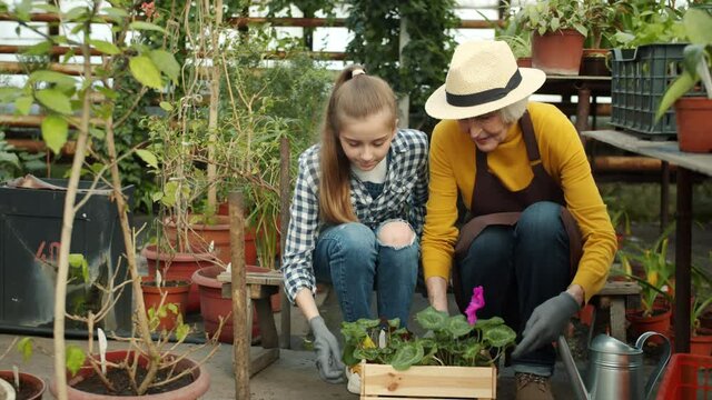 Child cute girl is working in greenhouse with granny holding pot plant talking enjoying nature. Agricultural business and family relationship concept.