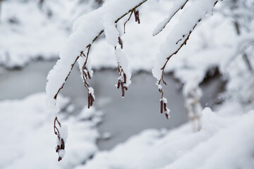 tree branches with snow on the background of snowdrifts on a winter day