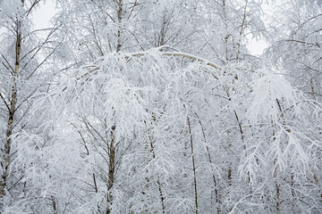 tree branches with snow on the background of snowdrifts on a winter day