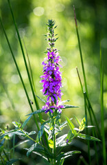 wildflower in the backlight on a summer day against a background of grass