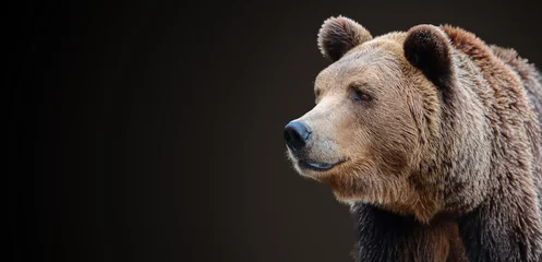 Keuken spatwand met foto Predator, portrait of a brown bear. © PRUSSIA ART