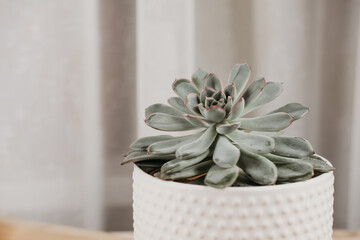echeveria plant front view in a white pot. home decor minimal style. hipster house decoration.