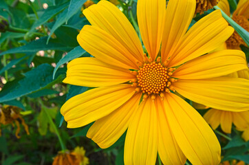 Detail picture of yellow flower of Mexican sunflower close up