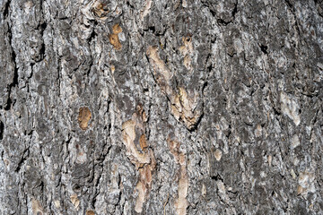 Background from a textured bark of a pine tree