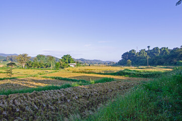 Fototapeta na wymiar Beautiful rice field in harvesting season in the Thailand