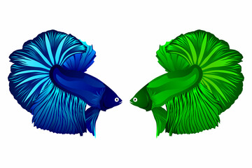 Vector of fighting blue and green betta fish. Vector illustration. Mojokerto, December 15th.