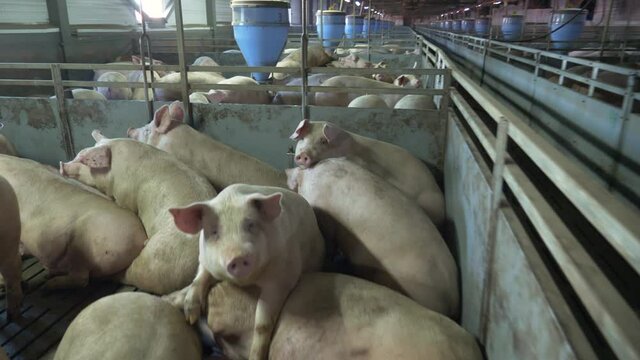 Medium-sized pigs eat and rest on a pig farm