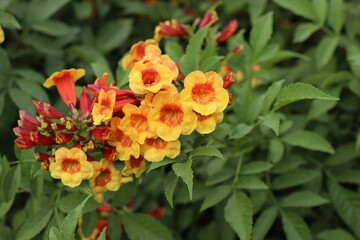 red and yellow flowers