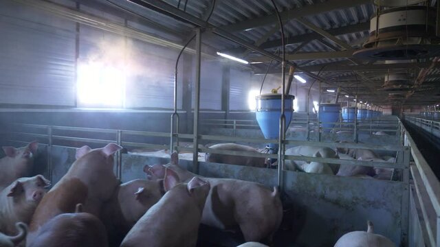 Medium-sized pigs eat and rest on a pig farm