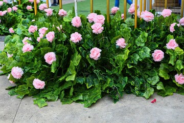 flowers in the garden