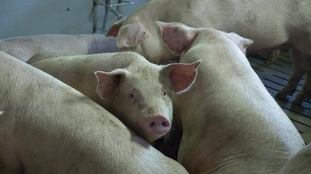 Medium-sized pigs eat and rest on a pig farm