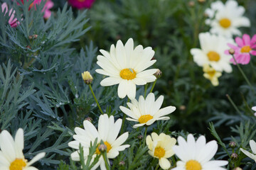 白色のアスターの花。White asters are in bloom.
