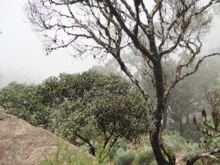 nature, road, flowers, hills, animals, food, tradition, trees, leafs, mountains, summer