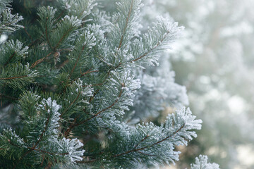 green pine branches covered with frost in the winter forest, background