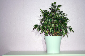 Houseplant in flowerpot on a table near wall.
