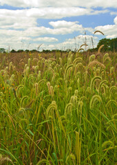 515-55 Jubilee College Prairie Grasses