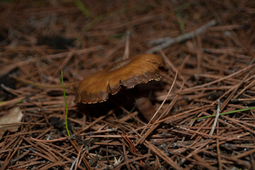 Seta marrón en el pinar