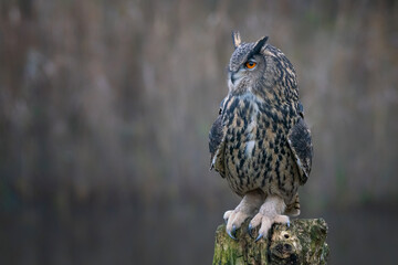 Beautiful Eurasian Eagle owl (Bubo bubo) on a tree trunk. Noord Brabant in the Netherlands. Copy space.