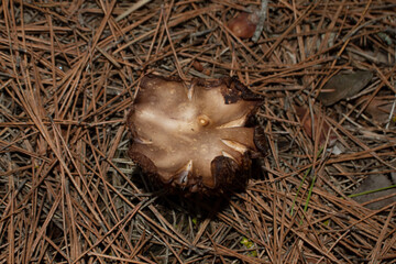 Seta de bosque en el pinar en otoño