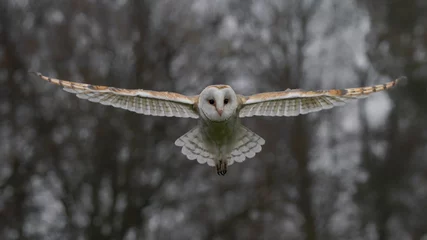 Foto op Plexiglas Beautiful Barn owl (Tyto alba) in flight before attack, with open wings, autumn background. Action wildlife scene from nature in the Netherlands.  © Albert Beukhof