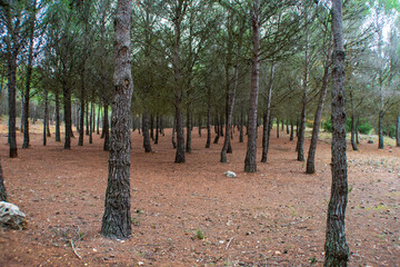 Pinar mediterraneo en la Comunidad de Maddrid © alfonsosm