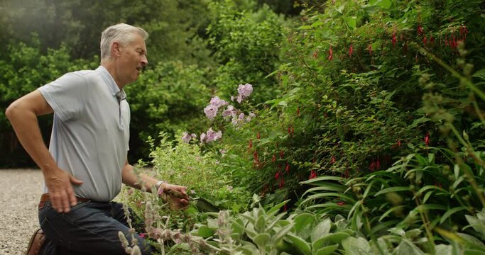 4k, Mature man working in a vegetable garden late in the afternoon