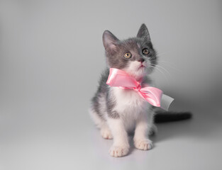 Cute and funny little white and gray playful  kitten with a pink ribbon around its neck looks up on a gray or white background: space for text, full height, soft focus
