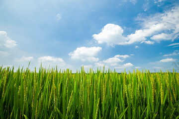 The rice field is under the blue sky