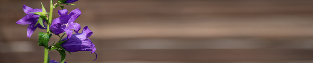 Many purple flowers on a branch on a bright Sunny summer day against the background of a wooden wall of the house: a place for text, an ad for advertising, spring or summer banner