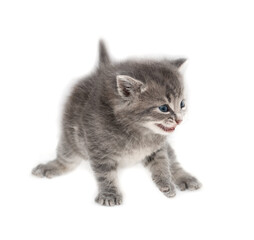 gray kitten one month old on a white background