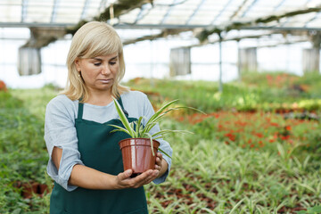 Portrait of mature female gardener working with plant of cinta in pots in greenhouse