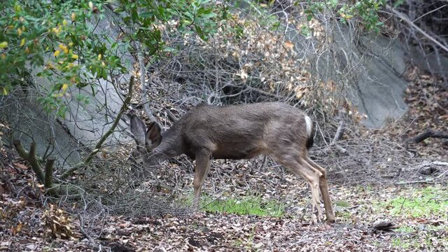 White-tailed deer with pedicle injury with deformed antlers. Injured north american whitetail deer grazing and walking in forest.