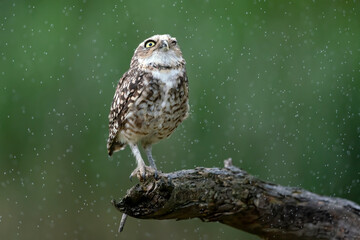 Burrowing owl (Athene cunicularia) are standing on a branch in heavy rain. Burrowing owl taking a rain shower.