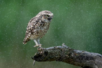 Burrowing owl (Athene cunicularia) are standing on a branch in heavy rain. Burrowing owl taking a rain shower.