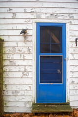 Obraz premium Old Blue Door