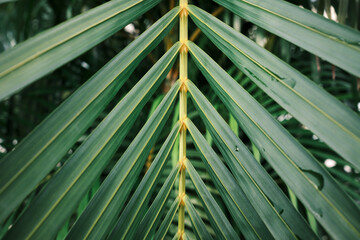 Fototapeta na wymiar Selective focus of palm tree green leaves in pattern
