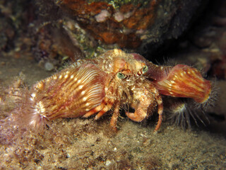 Close-up of a Red Sea anemone hermit crab Dardanus tinctor