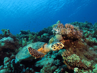 Obraz na płótnie Canvas A Hawksbill turtle Eretmochelys imbicata on a beautiful coral reef